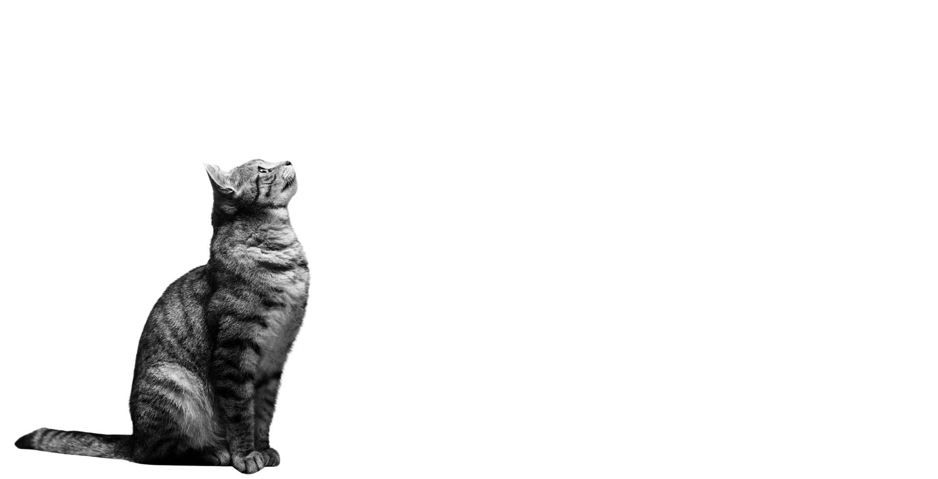 Je trouve un chat, les bons réflexes